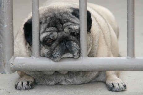 http://bit.ly/pug-on-gate